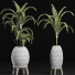 Plantes en pot Collection 185 Palmier - rodolfoboscan911