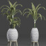 Plantes en pot Collection 185 Palmier - rodolfoboscan911