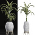 Plantes en pot Collection 185 Palmier - rodolfoboscan911