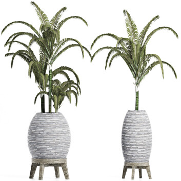 Topfpflanzen  Sammlung 185 Palme 3D-Modell