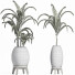 Plantes en pot Collection 185 Palmier - rodolfoboscan911