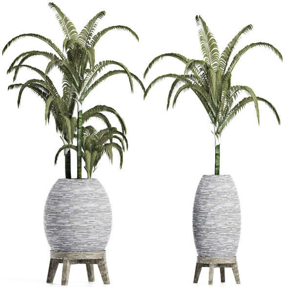 Plantes en pot Collection 185 Palmier modèle 3D