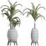 Plantes en pot Collection 185 Palmier - rodolfoboscan911