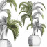 Plante en pot Collection 184 Palmier - rodolfoboscan911