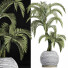 Plante en pot Collection 184 Palmier - rodolfoboscan911
