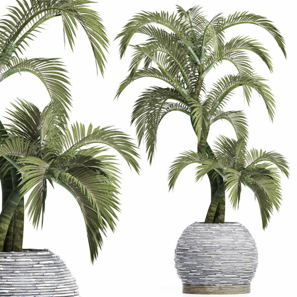 Plante en pot Collection 184 Palmier modèle 3D