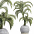 Plante en pot Collection 184 Palmier - rodolfoboscan911