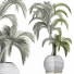 Plante en pot Collection 184 Palmier - rodolfoboscan911