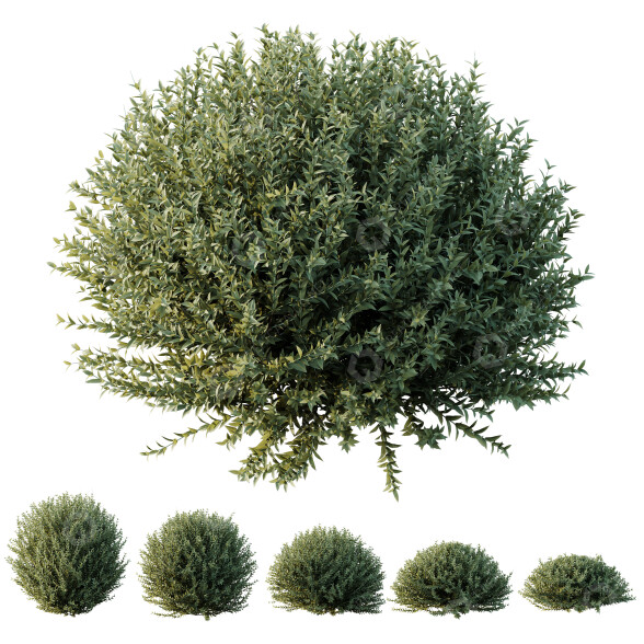 Buissons HQ Westringia Fruticosa Romarin côtier modèle 3D