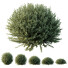 Buissons HQ Westringia Fruticosa Romarin côtier - Pandora-land