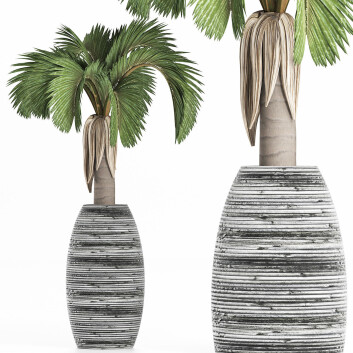 Topfpflanze  Sammlung 183 Palme 3D-Modell