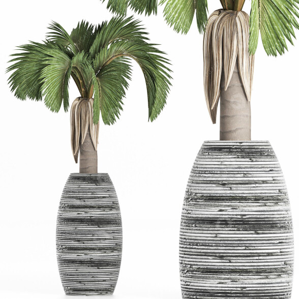 Topfpflanze Sammlung 183 Palme 3D-Modell