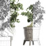 Drzewo Bonsai Plants Collection 172 Sageretia Theezans - rodolfoboscan911