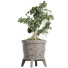 Drzewo Bonsai Plants Collection 172 Sageretia Theezans - rodolfoboscan911