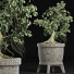 Drzewo Bonsai Plants Collection 172 Sageretia Theezans - rodolfoboscan911