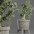 Drzewo Bonsai Plants Collection 172 Sageretia Theezans - rodolfoboscan911