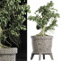 Drzewo Bonsai Plants Collection 172 Sageretia Theezans - rodolfoboscan911