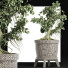 Drzewo Bonsai Plants Collection 172 Sageretia Theezans - rodolfoboscan911