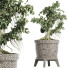 Drzewo Bonsai Plants Collection 172 Sageretia Theezans - rodolfoboscan911