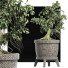 Drzewo Bonsai Plants Collection 172 Sageretia Theezans - rodolfoboscan911