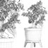 Drzewo Bonsai Plants Collection 172 Sageretia Theezans - rodolfoboscan911