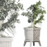 Drzewo Bonsai Plants Collection 172 Sageretia Theezans - rodolfoboscan911