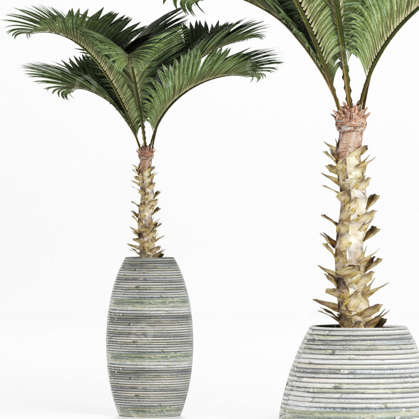 Plante en pot Collection 182 Palmier modèle 3D