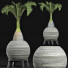 Plante en pot Collection 181 Palmier - rodolfoboscan911