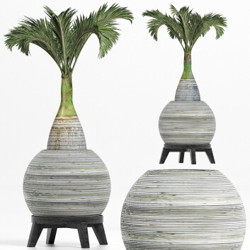 Topfpflanze  Sammlung 181 Palme 3D-Modell