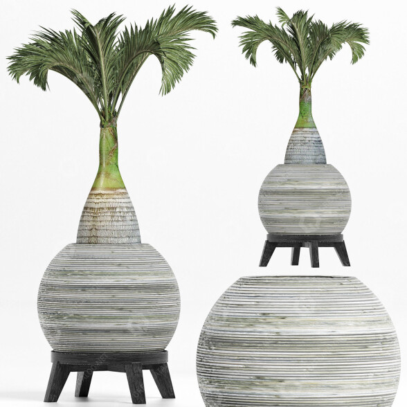 Plante en pot Collection 181 Palmier modèle 3D