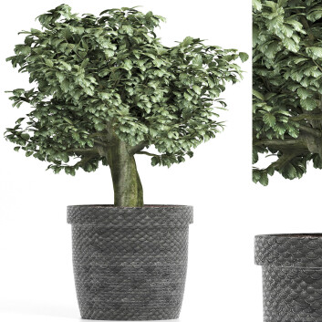 Topfpflanze  Sammlung 171 Sageretia Theezans 3D-Modell
