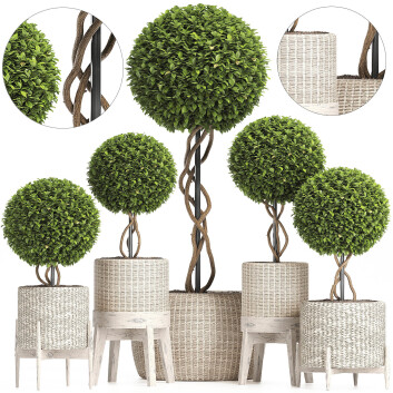 Topfpflanzen  Geflochtener Baum Topiary Set 222 3D-Modell