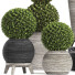 Topfpflanzen Buchsbaumbaum Topiary Indoor Set 221 - rodolfoboscan911