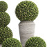 Topfpflanzen Buchsbaumbaum Topiary Indoor Set 221 - rodolfoboscan911