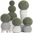 Topfpflanzen Buchsbaumbaum Topiary Indoor Set 221 - rodolfoboscan911