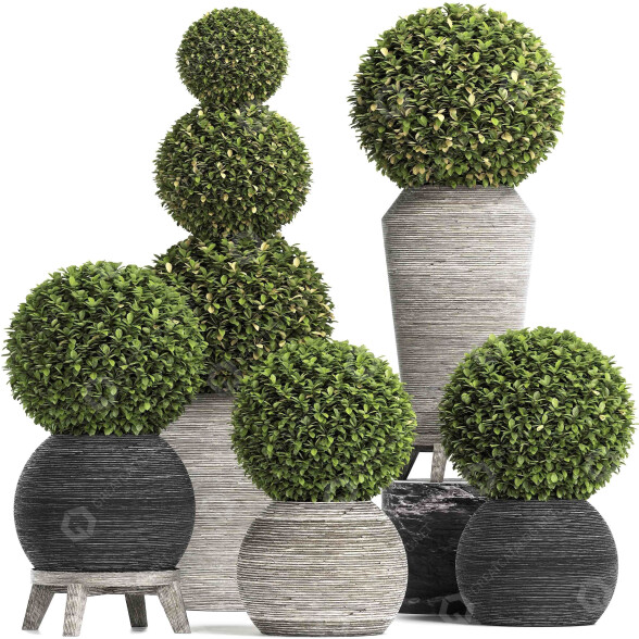 Topfpflanzen Buchsbaumbaum Topiary Indoor Set 221 3D-Modell