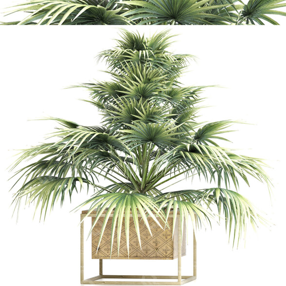 Рослина у горщику Колекція 167 Аравійська Сабал Мінор 3D модель