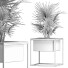 Рослина у горщику Колекція 164 Аравійська Сабал Мінор - rodolfoboscan911