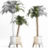 Topfpflanzen Sammlung 159 Ägyptisch - rodolfoboscan911