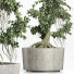 Drzewo Bonsai Collection 147 Sageretia Theezans - rodolfoboscan911