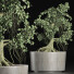 Drzewo Bonsai Collection 147 Sageretia Theezans - rodolfoboscan911