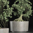 Drzewo Bonsai Collection 147 Sageretia Theezans - rodolfoboscan911