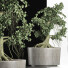 Drzewo Bonsai Collection 147 Sageretia Theezans - rodolfoboscan911