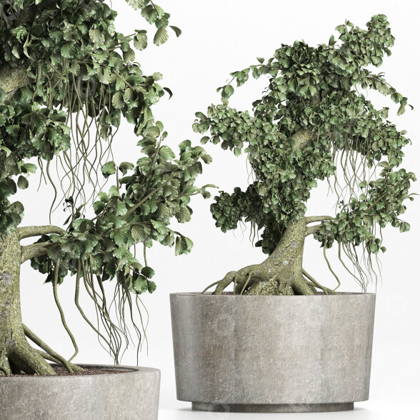 Drzewo Bonsai Collection 147 Sageretia Theezans model 3D