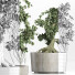 Drzewo Bonsai Collection 147 Sageretia Theezans - rodolfoboscan911