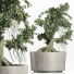 Drzewo Bonsai Collection 147 Sageretia Theezans - rodolfoboscan911