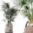 Рослина у горщику Колекція 140 Сабаль - rodolfoboscan911