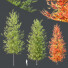 Drzewa HQ Acer X Freemanii Freeman Maple Sapindaceae Umbrella Set 02 - Pandora-land