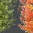 Drzewa HQ Acer X Freemanii Freeman Maple Sapindaceae Umbrella Set 02 - Pandora-land