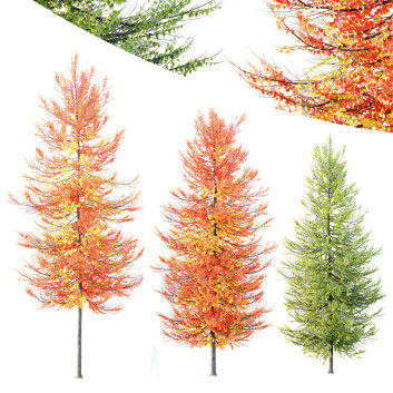 Drzewa  HQ Acer X Freemanii Freeman Maple Sapindaceae Umbrella Set 02 Model 3D